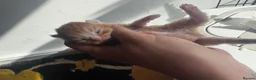 Mixed Breed cats for sale: Beautiful litter - Advert 13