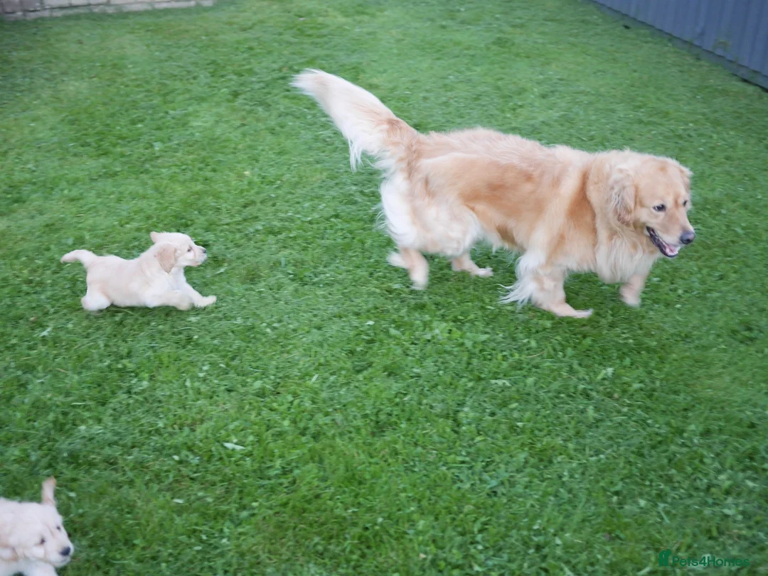 Mini Goldendoodle dogs for sale: Beautiful Health Tested Goldendoodle Puppies - Advert 17