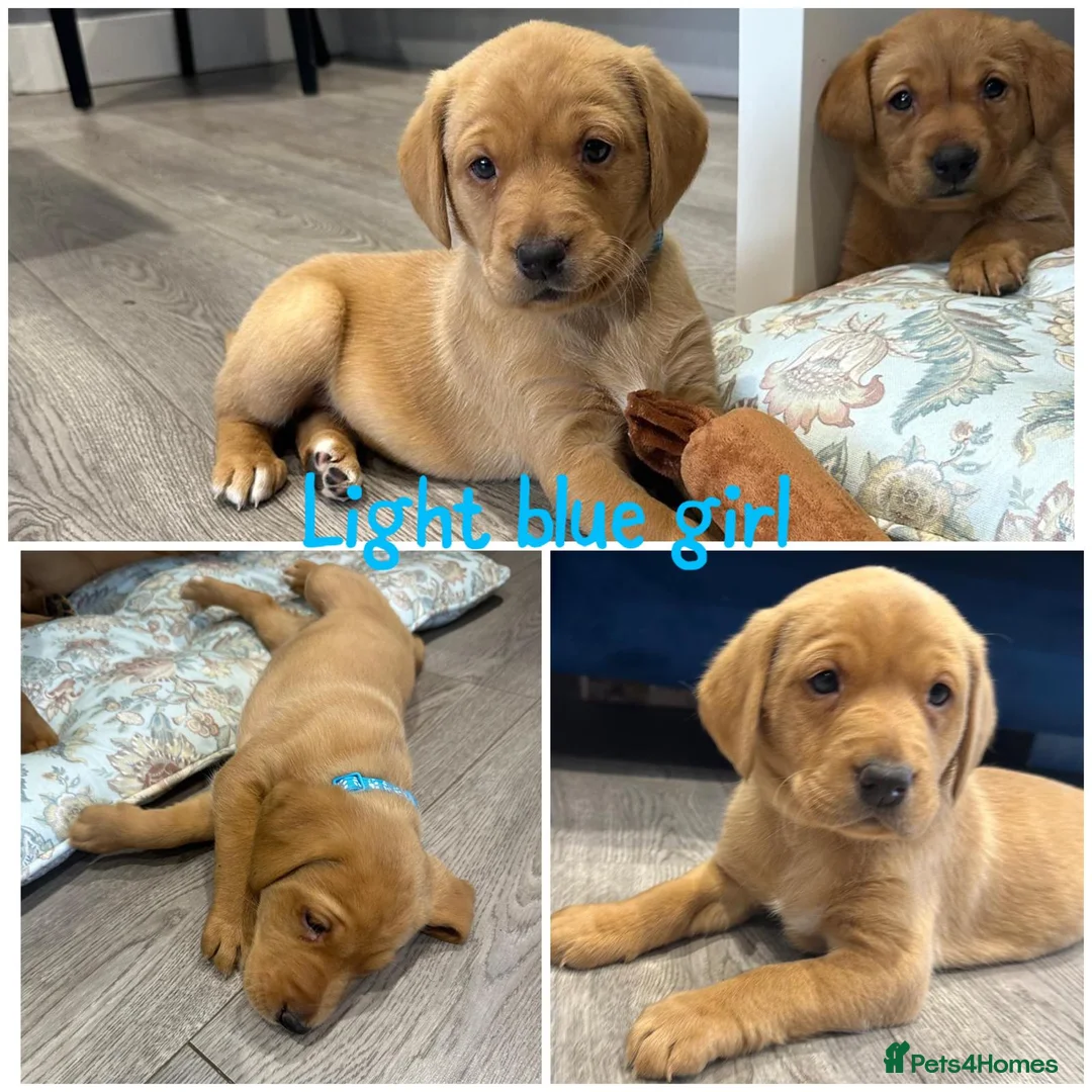 Labrador Retriever dogs for sale: Gorgeous Labrador Retriever Puppies  - Advert 3