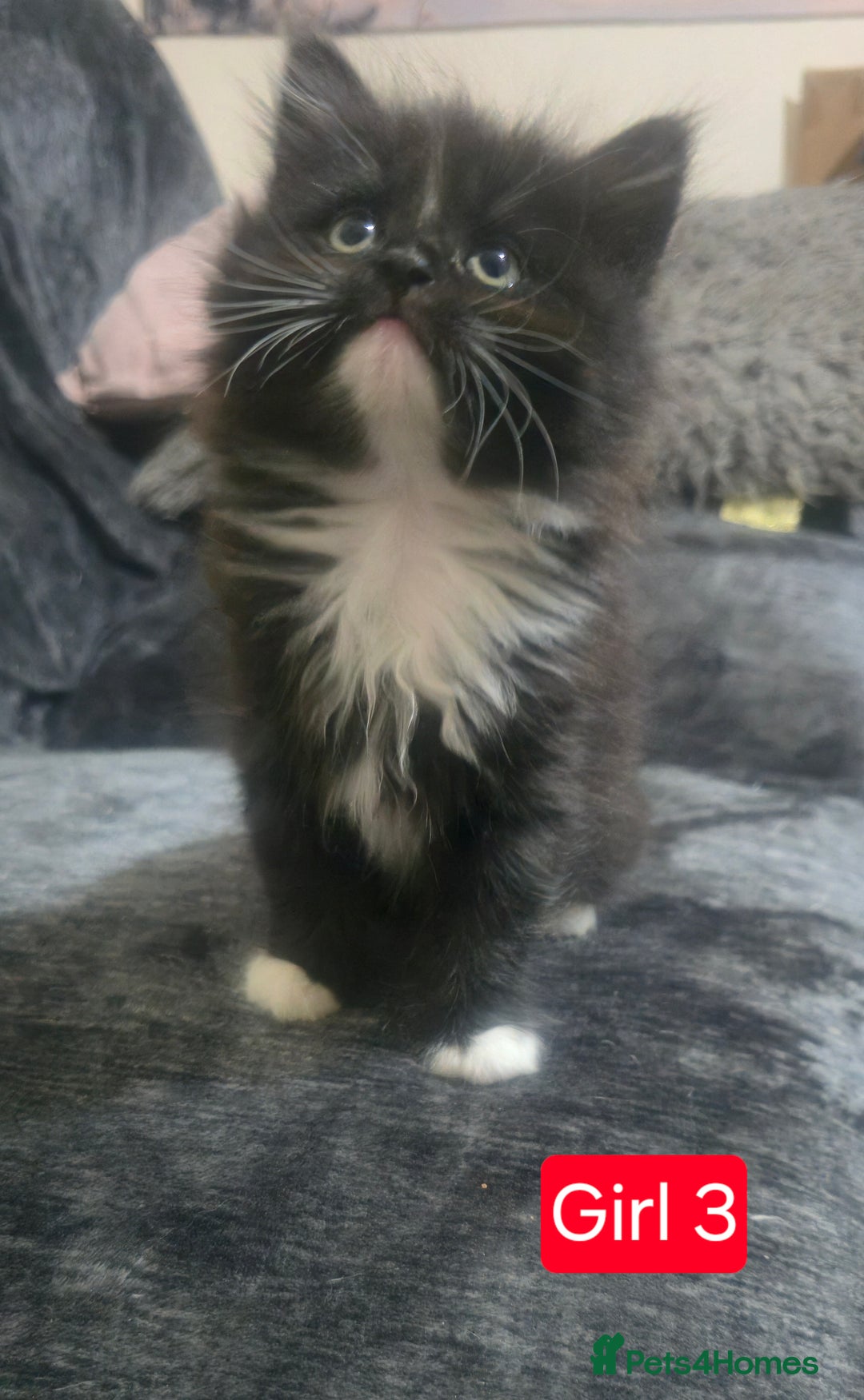 Mixed Breed cats for sale: Lovely Persian mixed kittens for sale - Advert 28