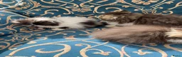 Persian cats for sale: Adorable GCCF registered Persian kittens - Advert 1