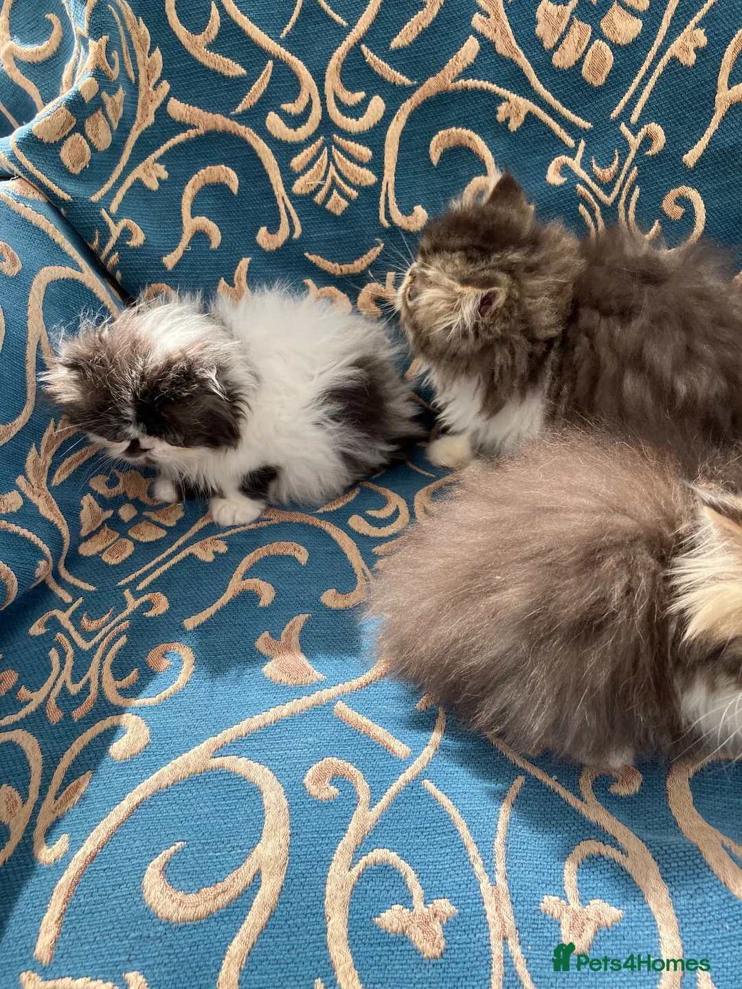 Persian cats for sale: Adorable GCCF registered Persian kittens - Advert 1