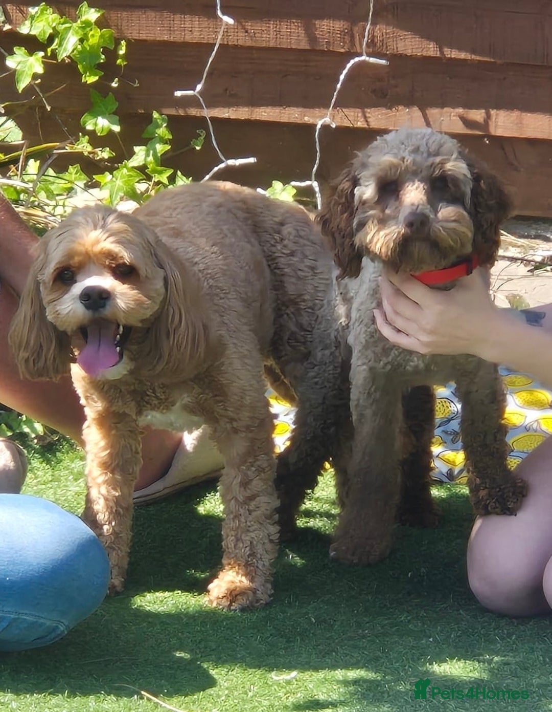 Cockapoo dogs for stud: Chester our F1 Proven cockapoo in Barnsley - Image 8