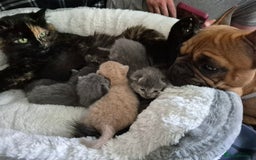 Mixed Breed cats for sale: Blue, dilute tortie, cream and black kittens - Image 8