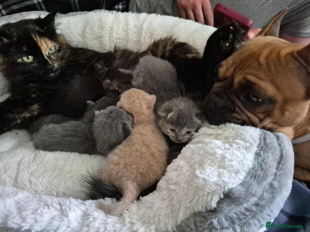 Mixed Breed cats for sale: Blue, dilute tortie, cream and black kittens - Image 8