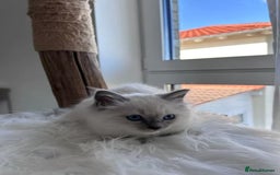 Ragdoll cats for sale: Affordable Ragdolls purebred for sale - Image 11