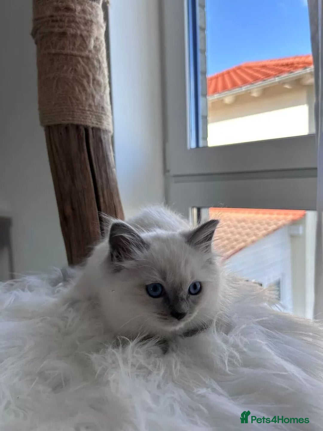 Ragdoll cats for sale: Affordable Ragdolls purebred for sale - Image 11