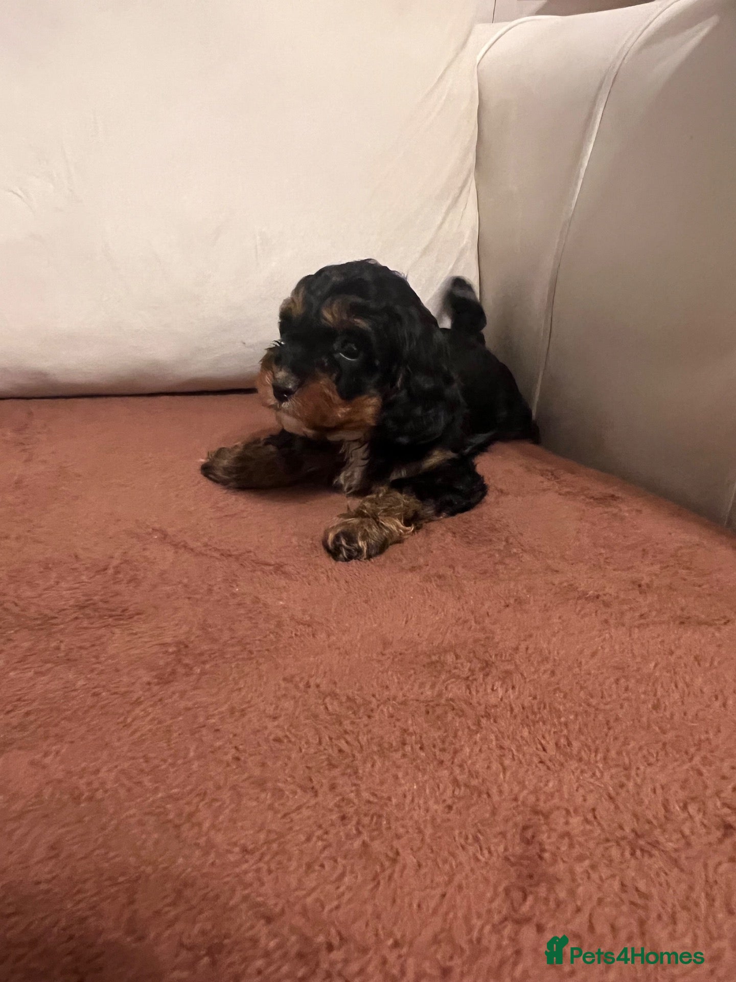 Cavapoo dogs F1 cavapoo puppies ready now  - Advert 2