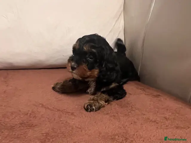 Cavapoo dogs for sale: F1 cavapoo puppies ready now - Advert 14