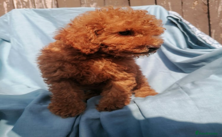 Miniature Poodle dogs - Advert 2