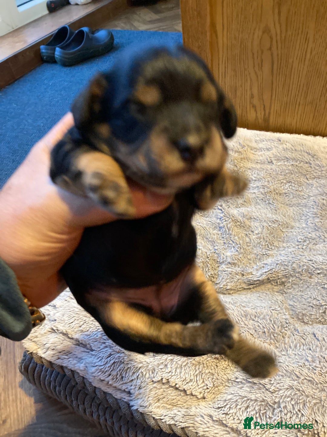 Cockapoo dogs for sale: Stunning Litter of Phantom F1 Cockapoo Puppies - Image 8