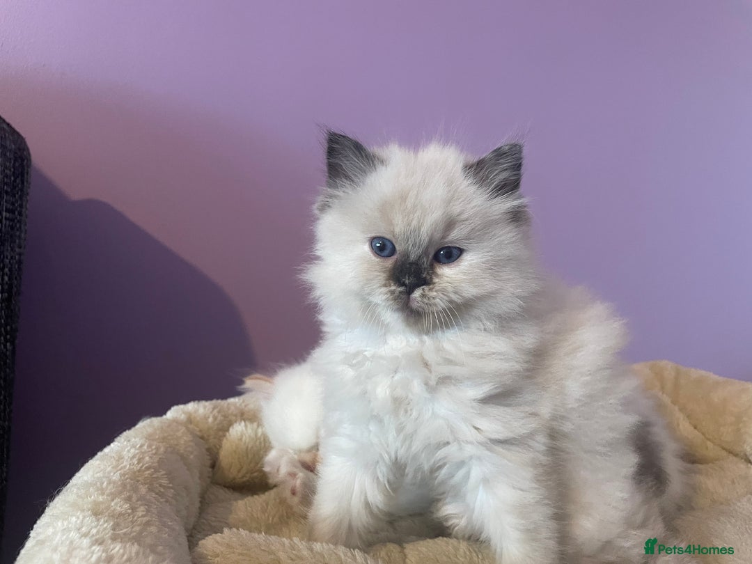Ragdoll cats for sale:  Beautiful Ragdoll Kittens * 3 BoYs *  - Image 3