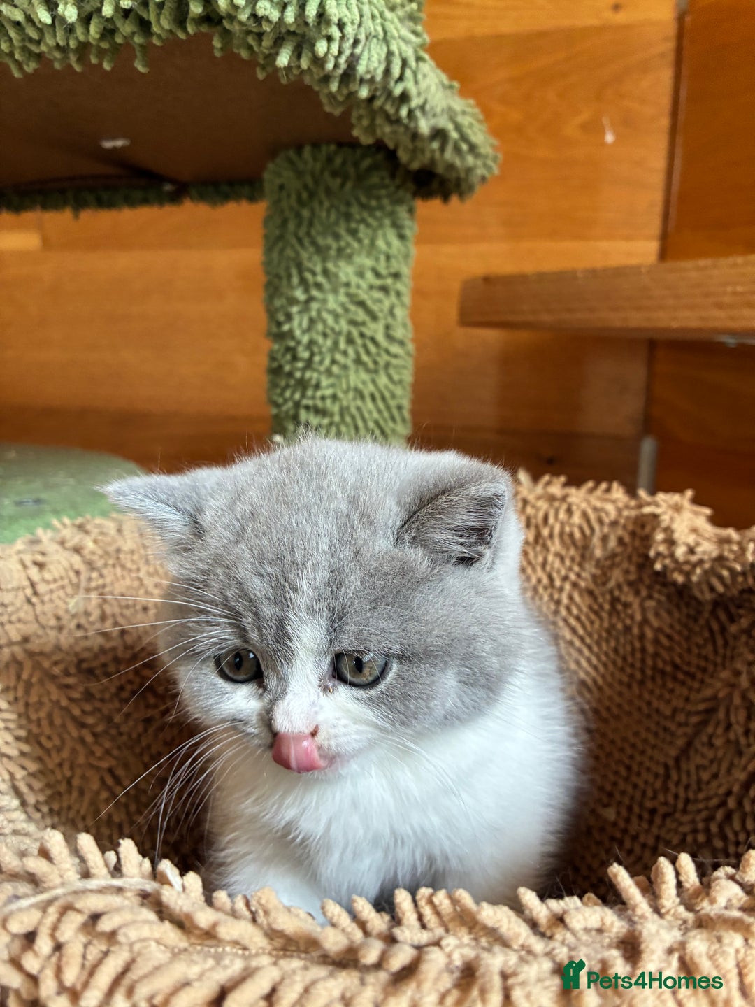 British Shorthair cats for sale: LAST 4 TICA CHAMPION BLOOD LINES BSH KITTENS - Image 11