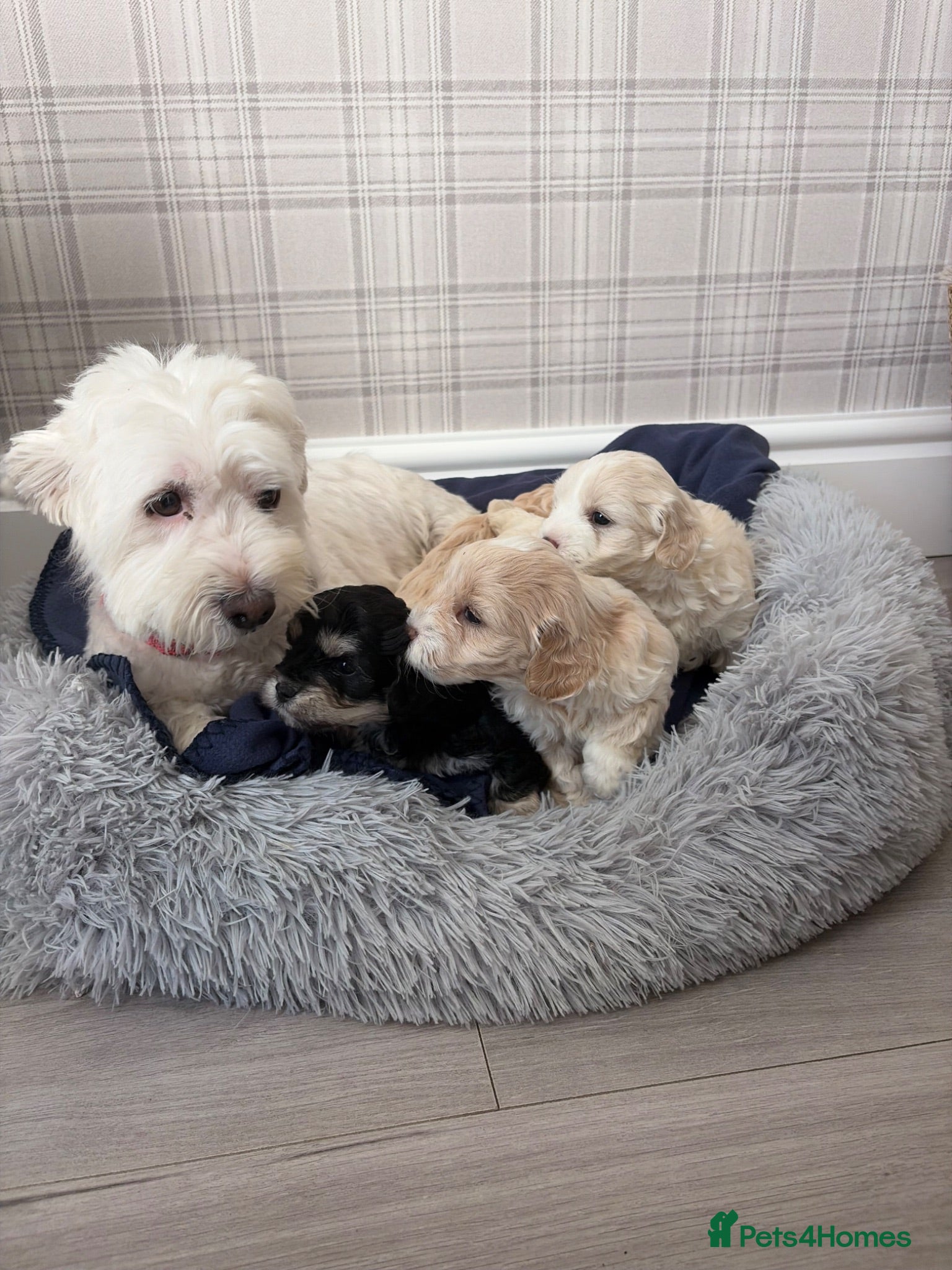 Maltipoo dogs Stunning Maltipoo Puppies - Advert 6