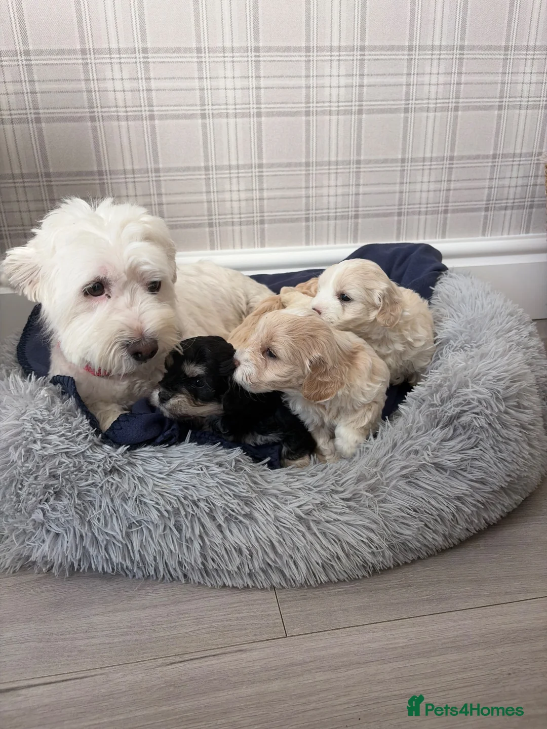 Maltipoo dogs for sale: Stunning Maltipoo Puppies - Advert 1