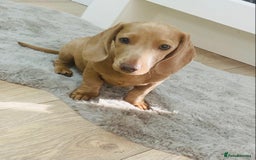 Miniature Dachshund dogs for sale: Miniature dachshunds - Image 1
