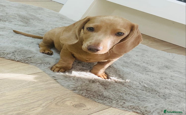 Miniature Dachshund dogs - Advert 3