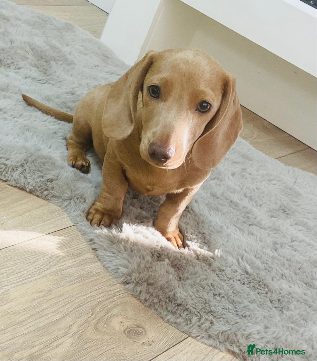 Miniature Dachshund dogs for sale: Miniature dachshunds - Image 1