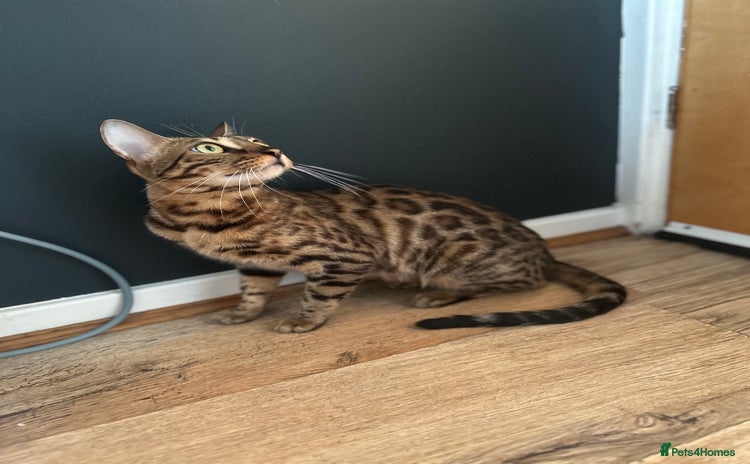 Bengal cats - Advert 9