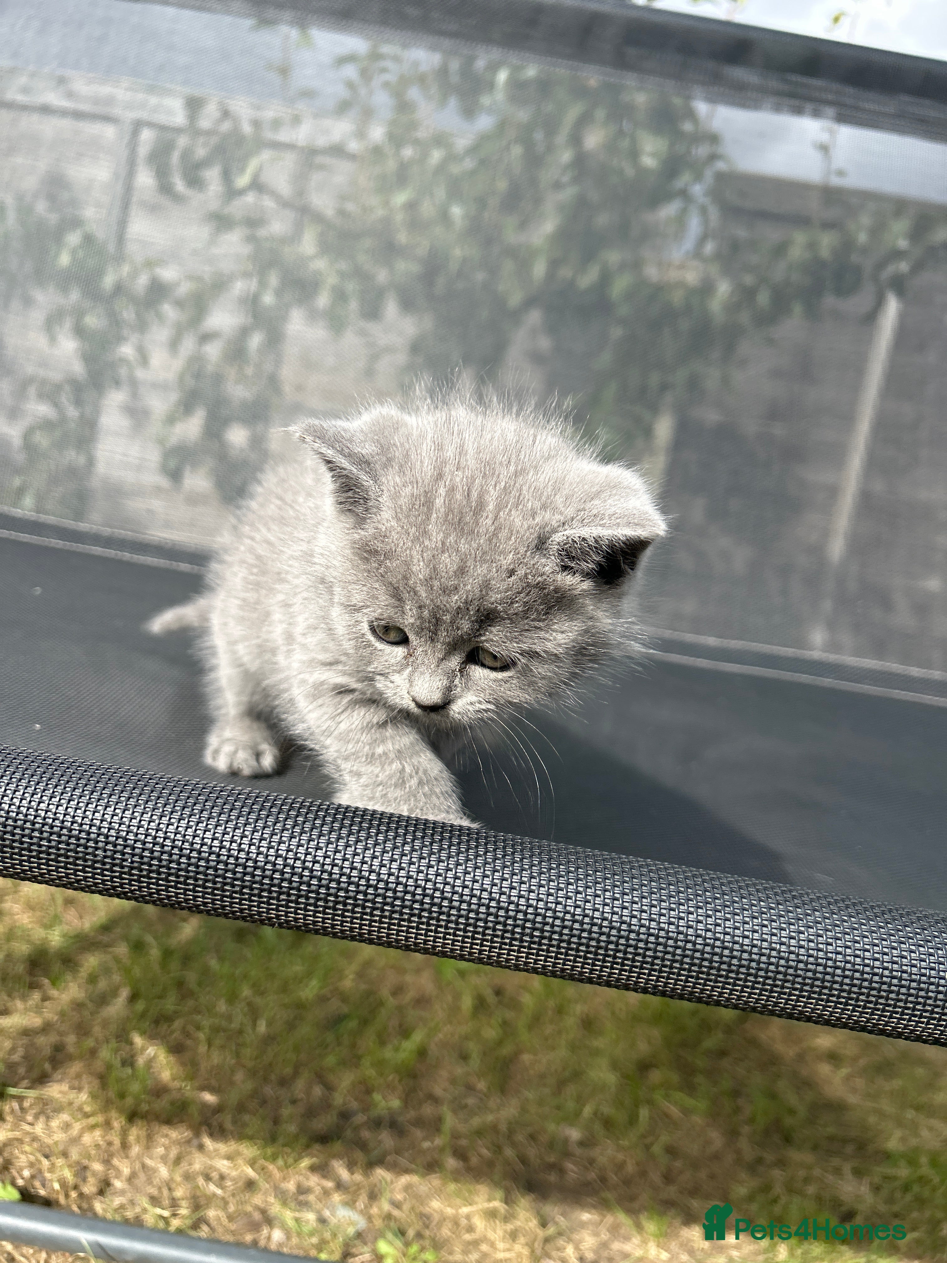 British Shorthair cats Blue British short hair  - Advert 2