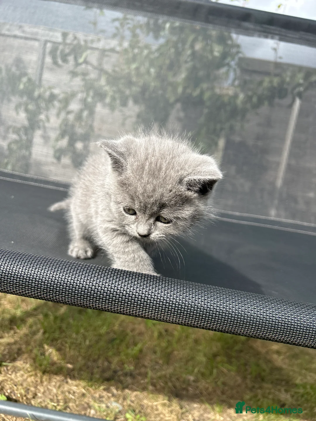 British Shorthair cats for sale: Blue British short hair  in Colchester - Advert 2