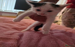 British Longhair cats for sale: Ready for their forever homes!! - Image 7