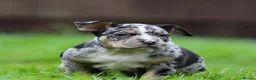 American Bully dogs for sale: READY NOW 9 beautiful ABKC pocket bullies - Advert 21