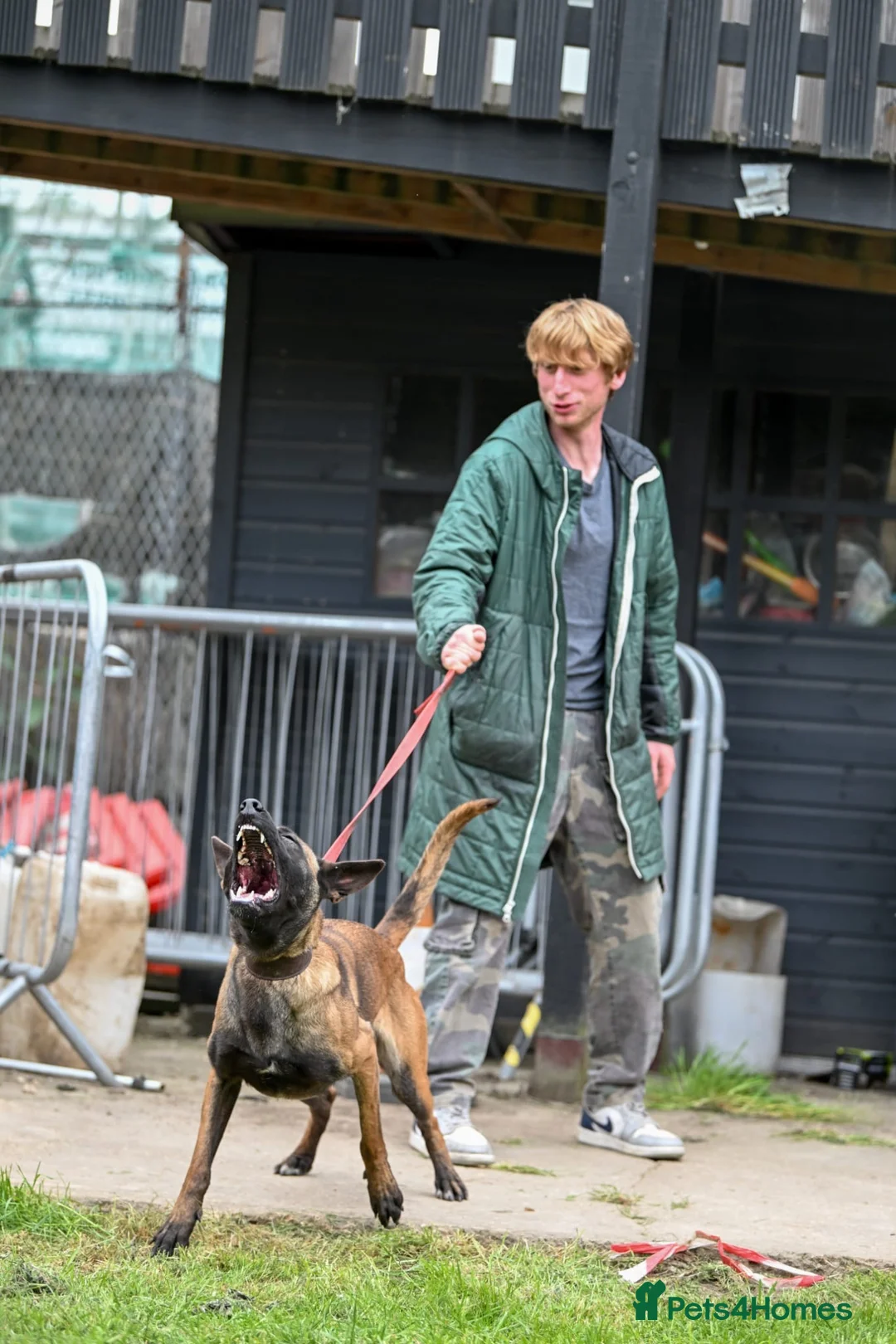 Mixed Breed dogs for sale: Dutch Herder top working lines - Advert 1