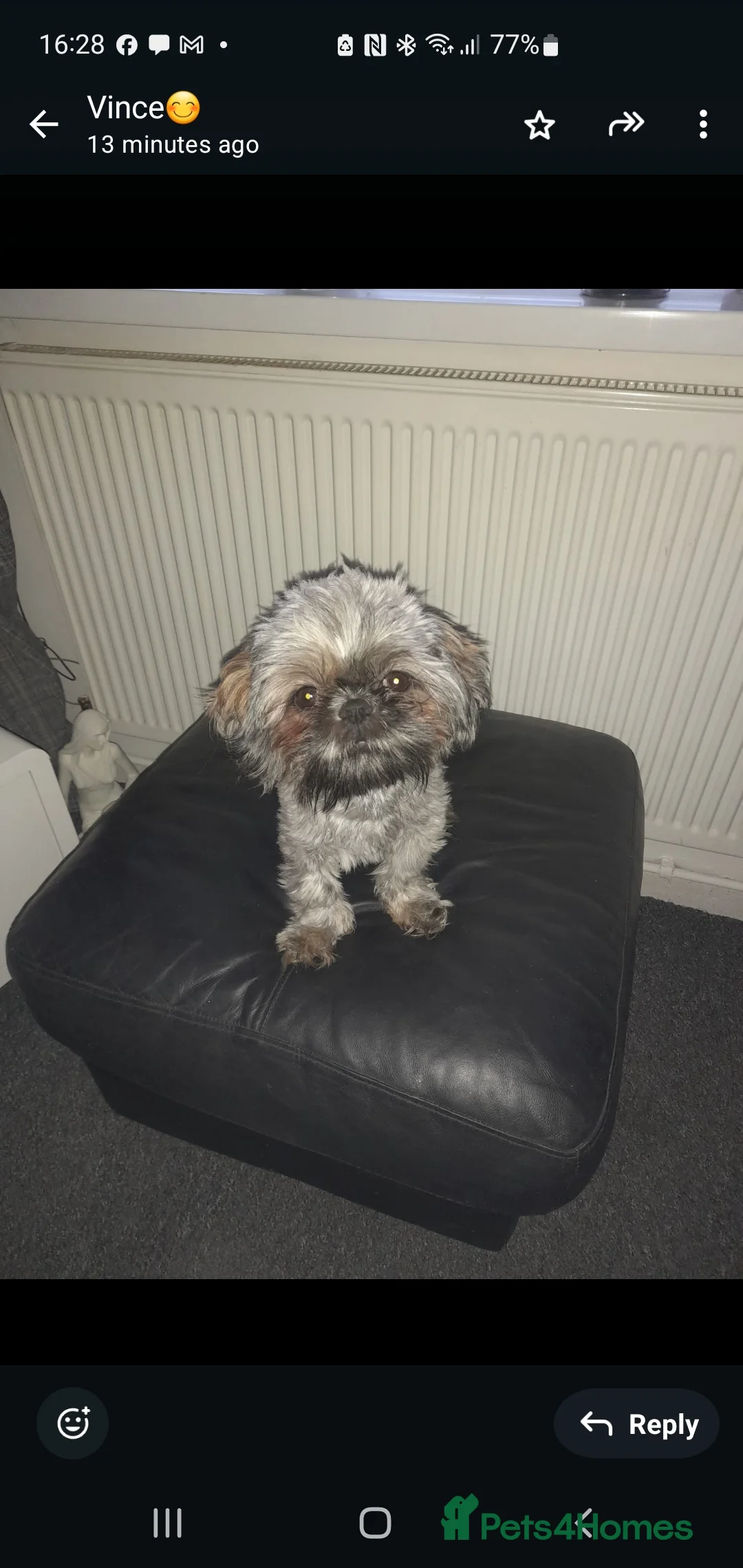 Shih Tzu dogs for sale: 7 shihtzu puppies for sale, merthyr tydfil  - Advert 11