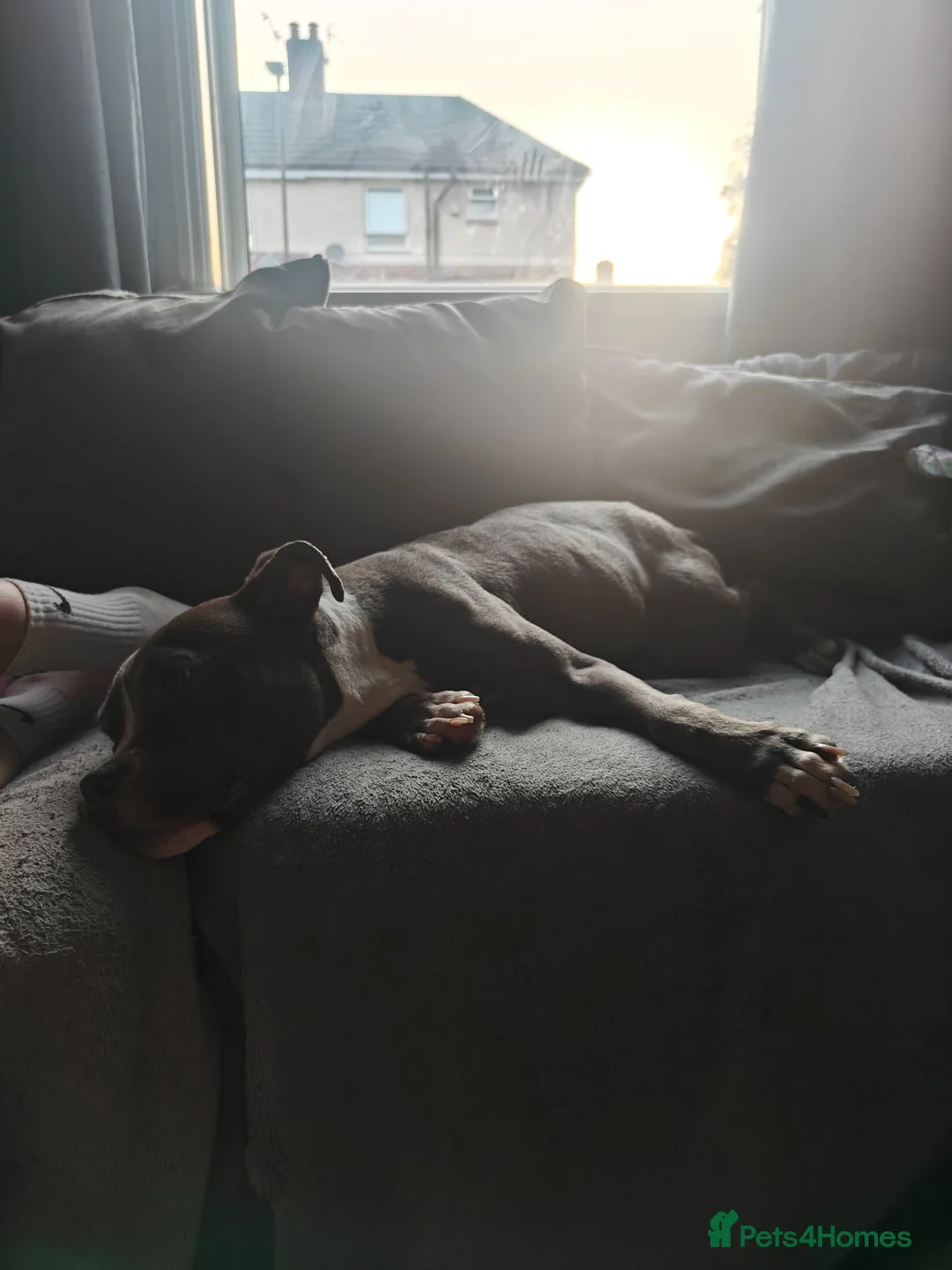 Mixed Breed dogs for sale: Blue Staffordshire bull terrier cross female - Advert 2