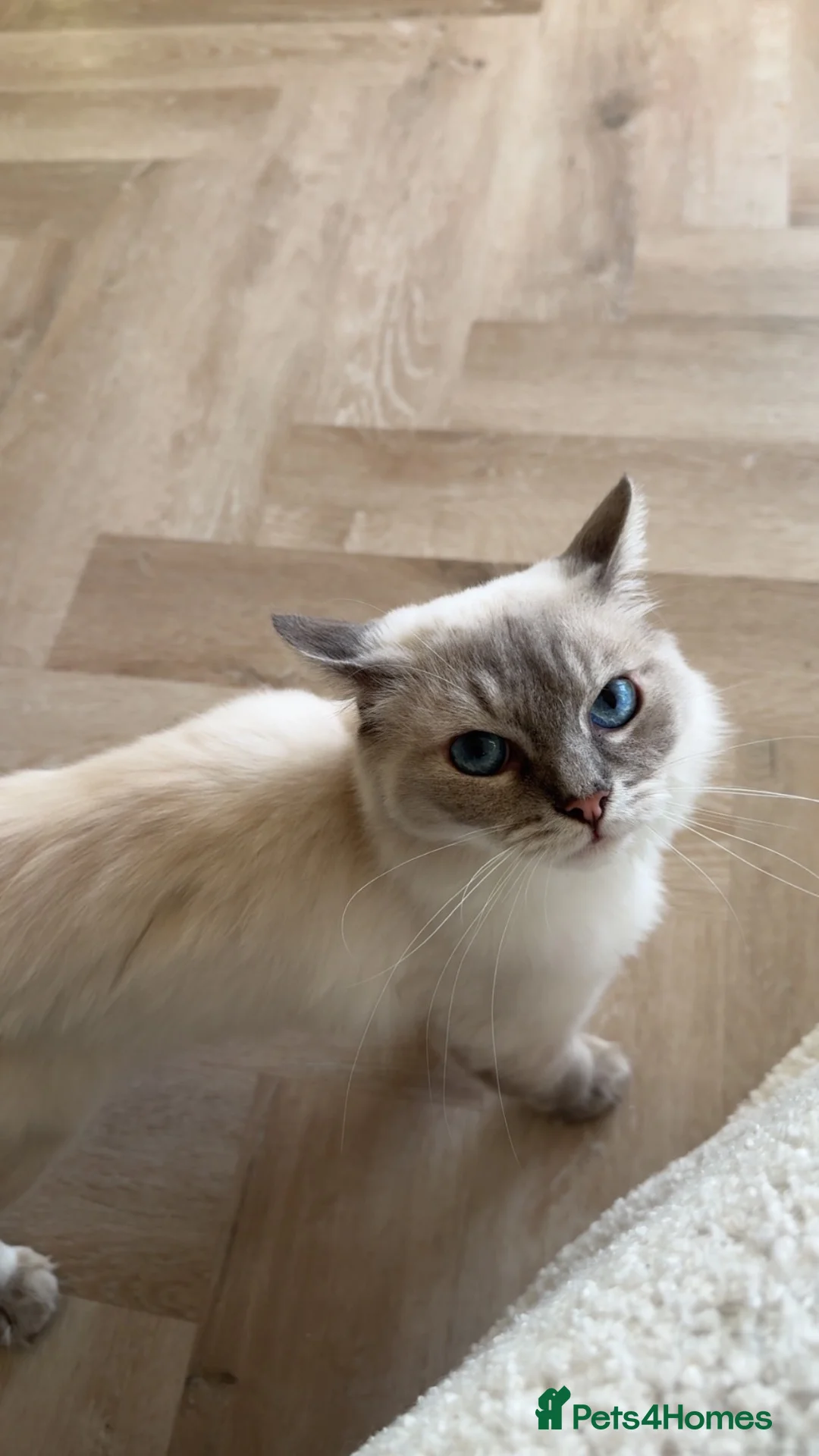 Ragdoll cats for sale: Ragdoll in London - Advert 2