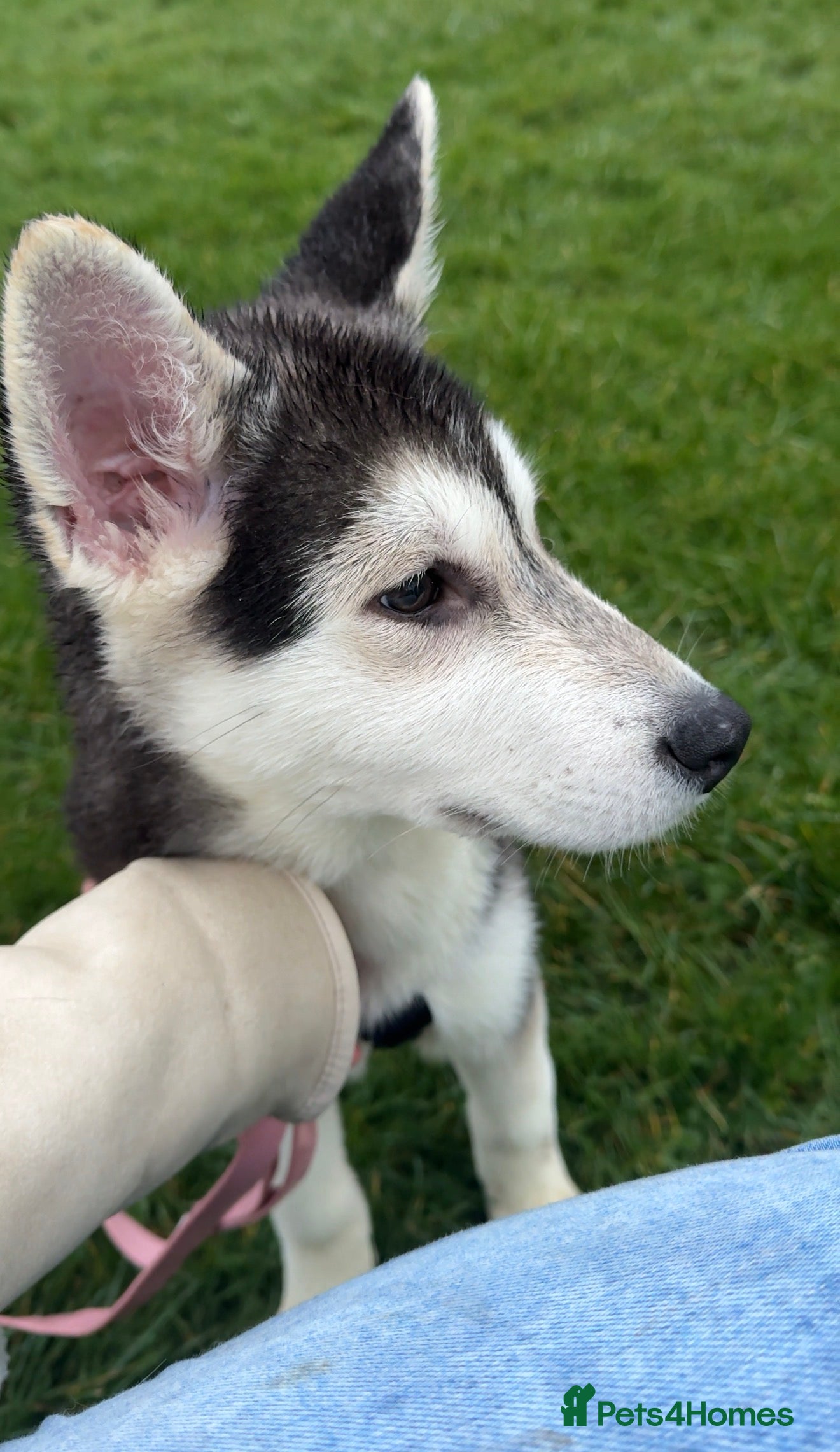 Huskita dogs FULLY VACCINATED Huskita Puppies 🤍 LAST 2 - Advert 18