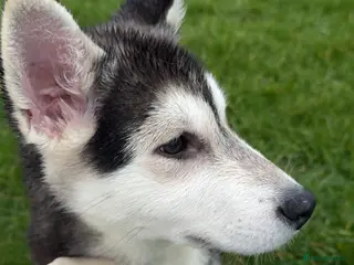 Huskita dogs FULLY VACCINATED Huskita Puppies 🤍 LAST 2 - Advert 18
