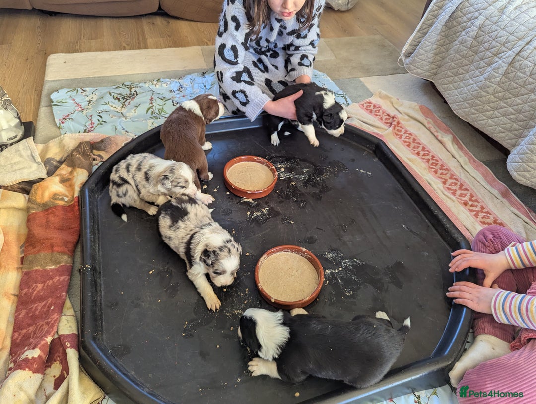 Border Collie dogs for sale: ISDS&KC REGISTERED BORDER COLLIE /MERLE PUPS  - Advert 10