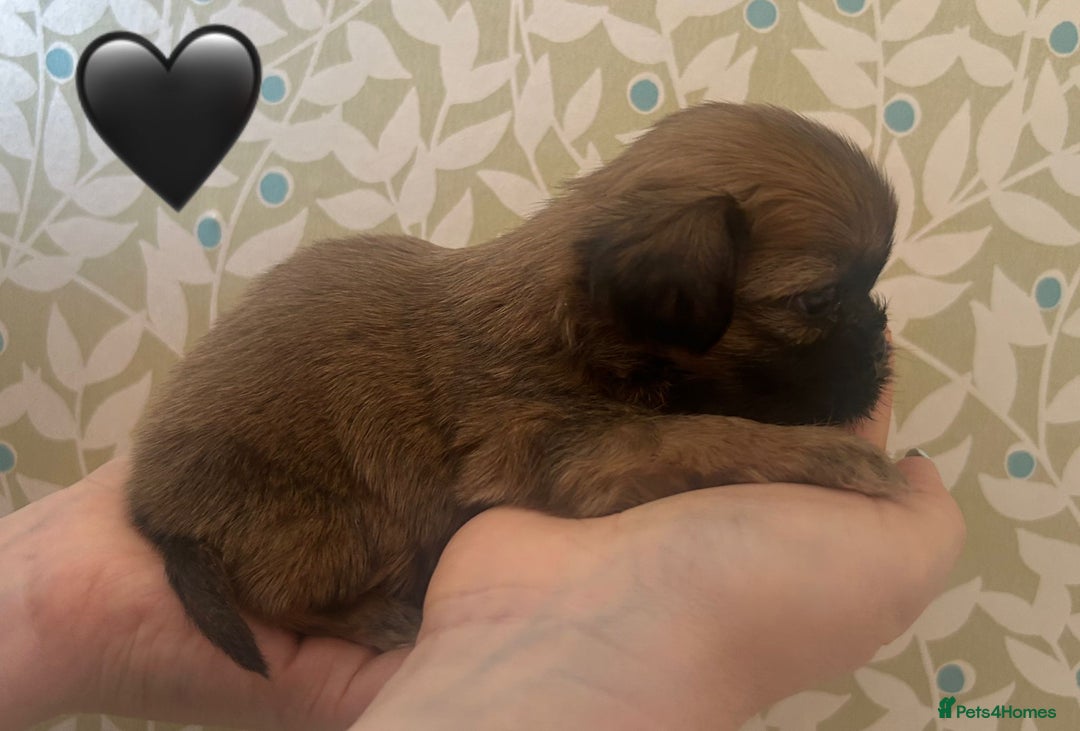 Shih Tzu dogs for sale: KC Registered Breed Standard Shih Tzu Puppies - Image 6