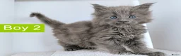 Maine Coon cats for sale: DNA health tested Maine coon kittens  - Advert 29