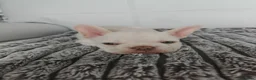 French Bulldog dogs for sale: French Bulldogs– Stunning Merle & Cream Colours in Wirral - Advert 14