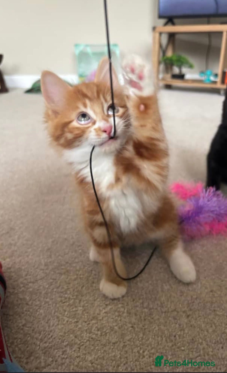 Mixed Breed cats Make ginger kitten for sale  - Advert 1