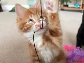 Mixed Breed cats Make ginger kitten for sale - Advert 1