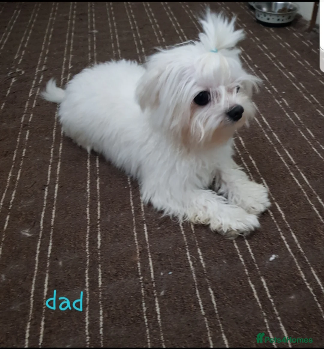 Maltipoo dogs for sale: Gorgeous maltipoo boy half Korean  - Advert 8