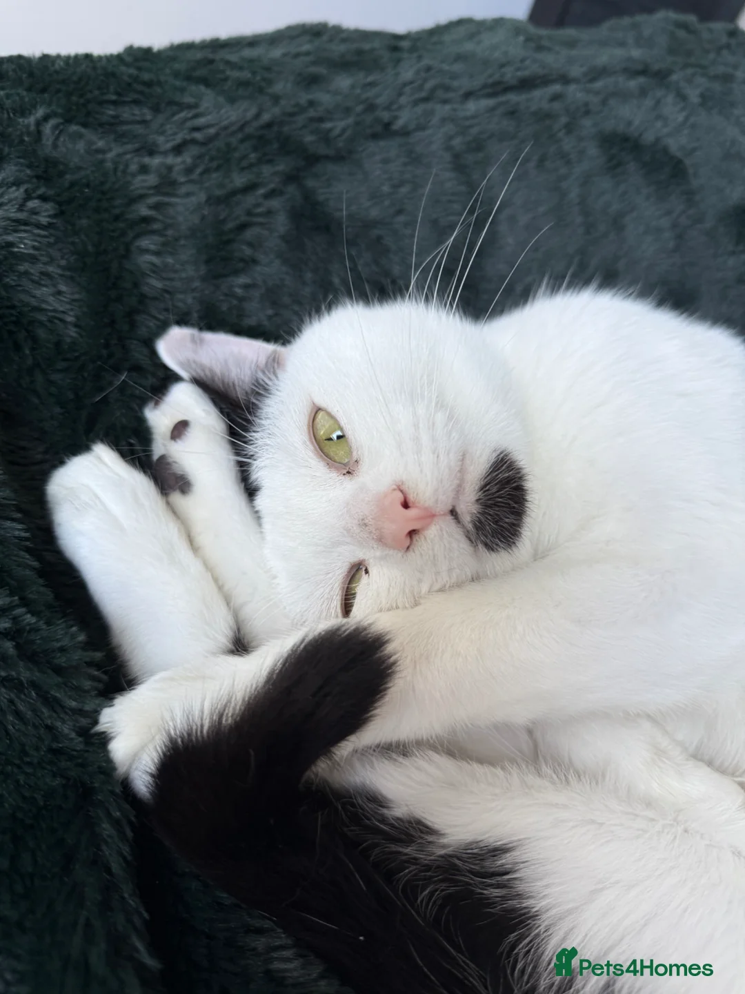 Mixed Breed cats for sale: Billie  in Houghton le Spring - Advert 2