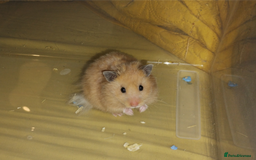 Hamster rodents for sale: 7 week old male syrian hamster ready now  - Image 2