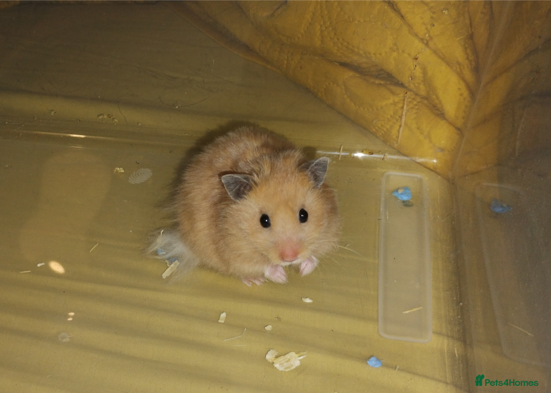 Hamster rodents for sale: 7 week old male syrian hamster ready now  - Image 2