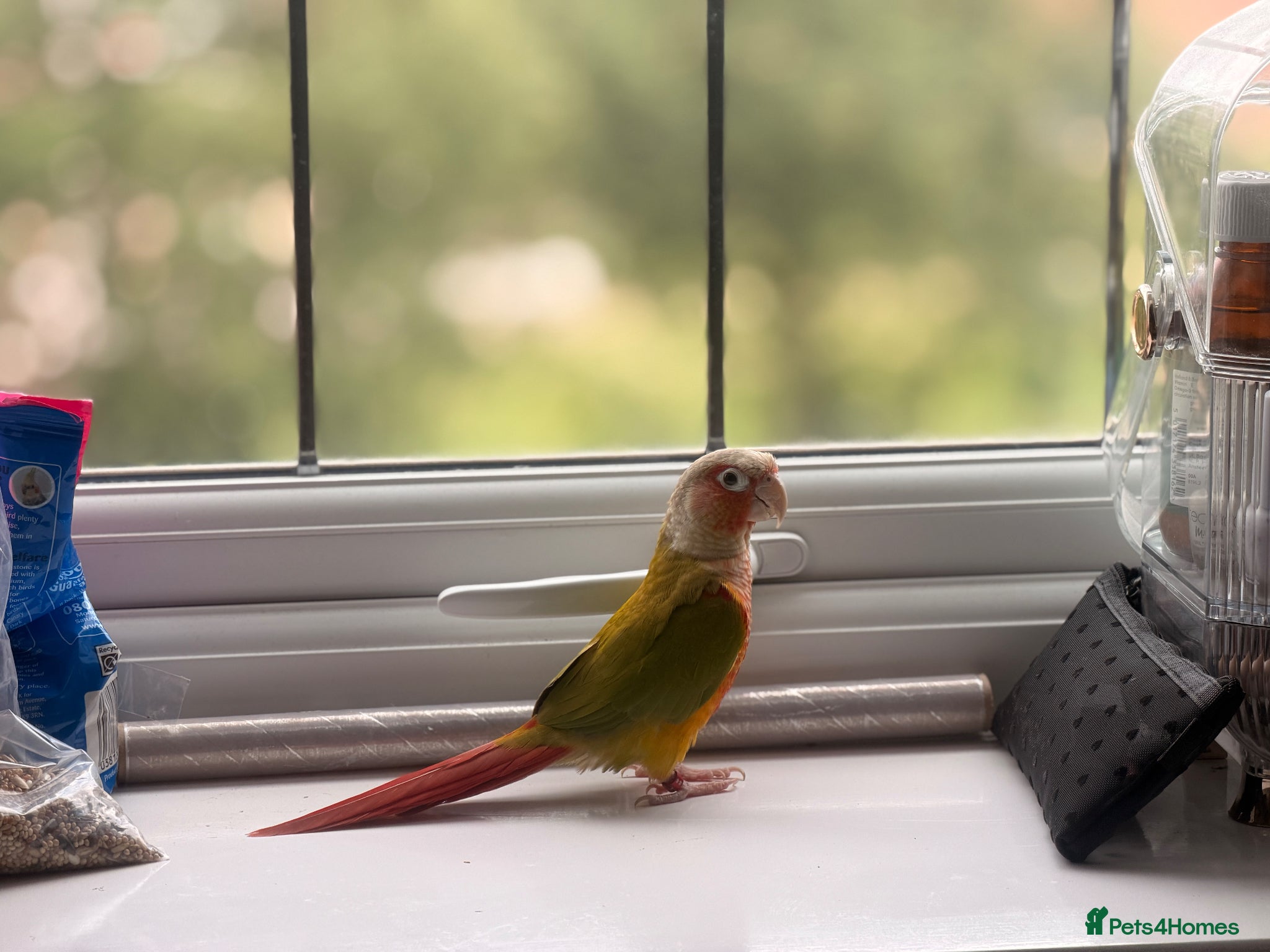 Conures birds for sale: Green-cheeked Conure  in Birmingham - Advert 3