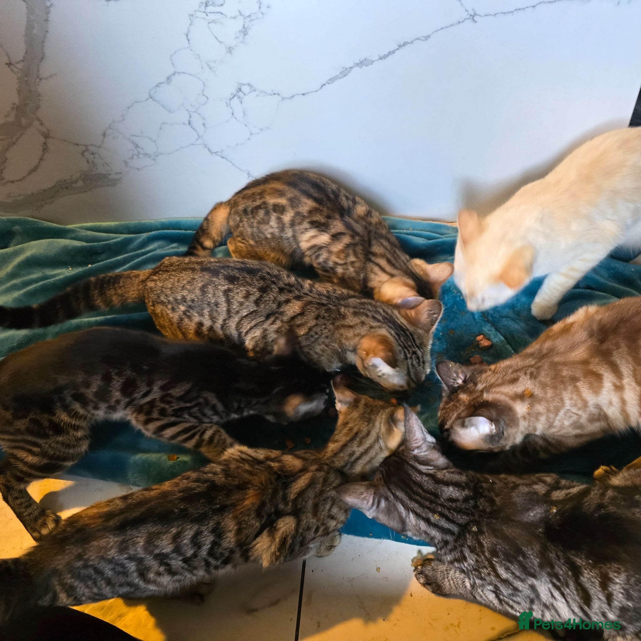 Mixed Breed cats Gorgeous Bengal x Tabby  - Advert 7