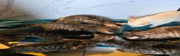 Mixed Breed cats for sale: Gorgeous Bengal x Tabby  - Advert 1