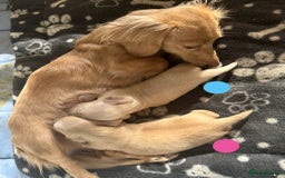 Dachshund dogs for sale: KC Reg Miniature English Cream Dachshund Puppies - Image 4