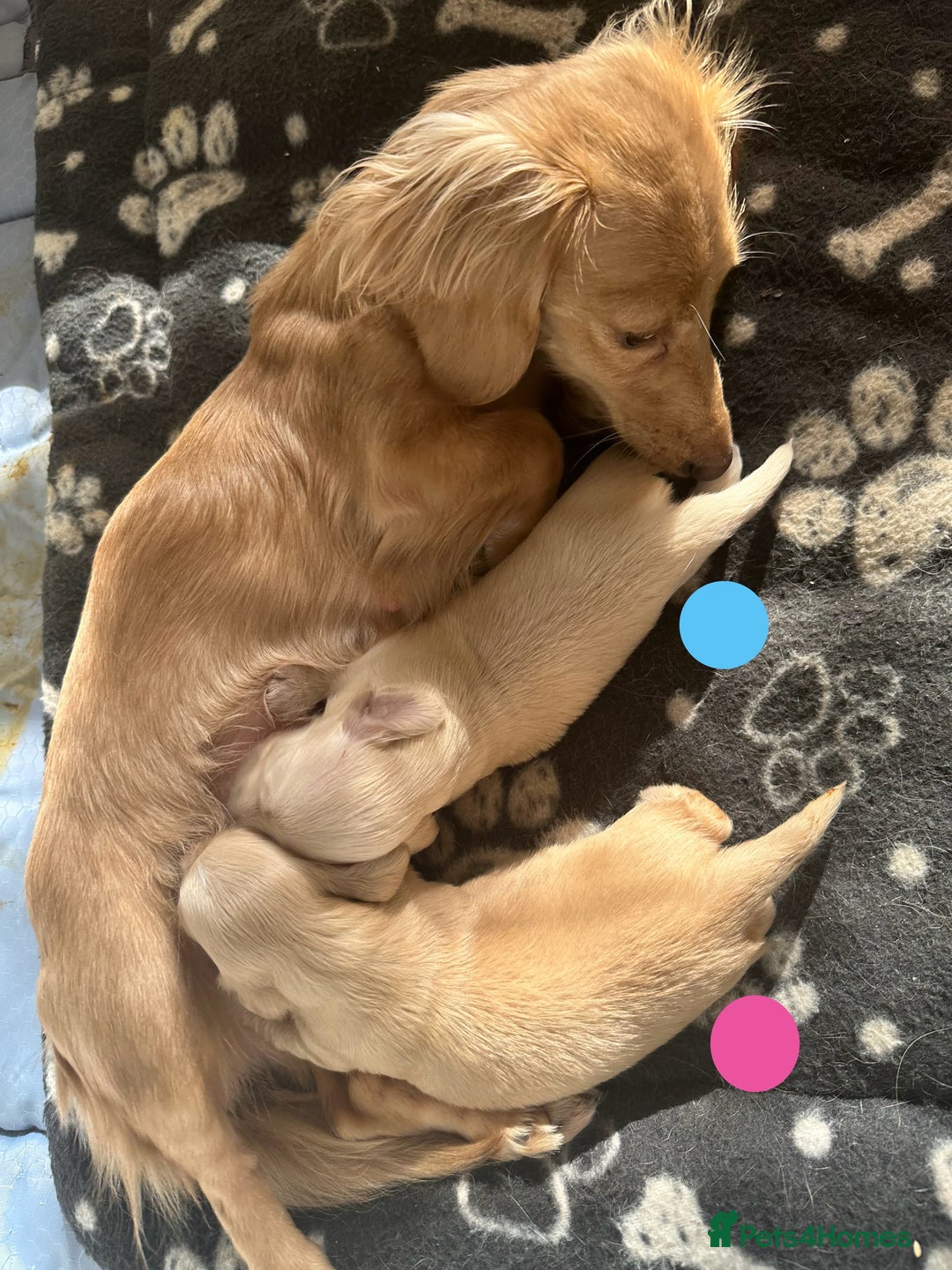 Dachshund dogs for sale: KC Reg Miniature English Cream Dachshund Puppies - Image 4