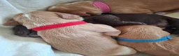 Cocker Spaniel dogs for sale: Working Cocker Spaniel Puppies - Advert 22