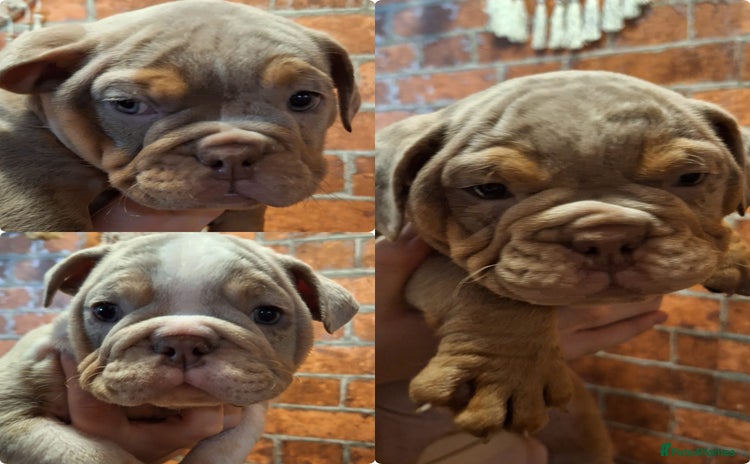 English Bulldog dogs - Advert 3